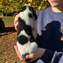 Male 2 - Black brown and white male Basset Hound puppy in Lindley, New York from Hill Top Basset Hounds & Cane Corso