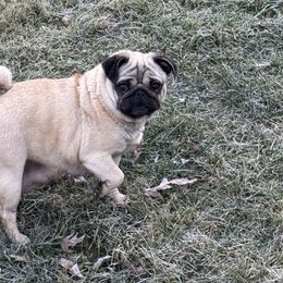 Ohana - Pug