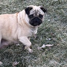 Ohana - Pug