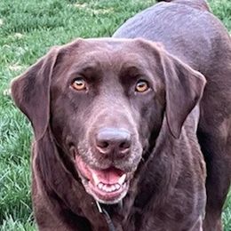 Eva,  Evvie - Labrador Retriever