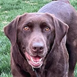 Eva,  Evvie - Labrador Retriever