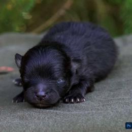Espresso - Black and tan male Pomeranian puppy in Bremen, Indiana from AMS Pomeranians and Pomskies in Indiana
