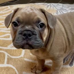 Walter - Blue fawn male French Bulldog puppy in Pine Township, Pennsylvania from BlueCairo Frenchies