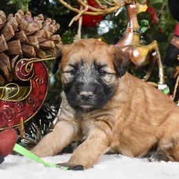 Astoria - Wheaten female Soft Coated Wheaten Terrier puppy in Kirksville, Missouri from BellSharps Australian Shepherds