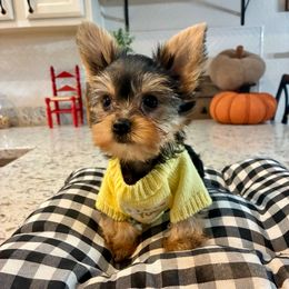 Herby - Black and tan male Yorkshire Terrier puppy in Yuma, Arizona from Yuma Yorkie