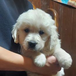 Buttercup - Light golden female Golden Retriever puppy in Fowlerville, Michigan from Gratz Kennels