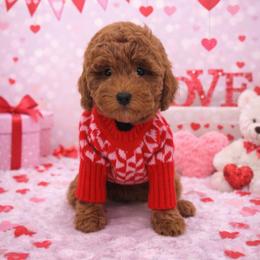 Lovely - Red  female Goldendoodle puppy in Anaheim, California from Cuddle Bear Doodles