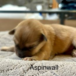 Aspinwall de La Rive - Fawn merle male Pyrenean Shepherd puppy in Ripley, Ohio from La Rive Pyr Sheps LLC