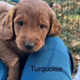 Hermes - Apricot male Goldendoodle puppy in Golden, Colorado from Golden Mesa Doodles