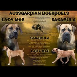 Boerboel puppies from Aussgardian Boerboels