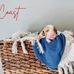 Coast Bright Blue Collar - Fawn and white male Sheepadoodle puppy in Republic, Missouri from DOOD & Co