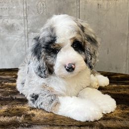 Bernedoodle and Pyredoodle Puppies from FDF Pyredoodles & Bernedoodles
