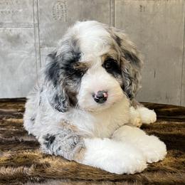 Bernedoodle and Pyredoodle Puppies from FDF Pyredoodles & Bernedoodles