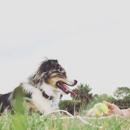 Toy Australian Shepherds from Misty's Toy Aussies