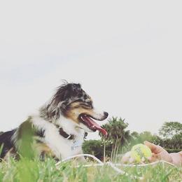 Toy Australian Shepherds from Misty's Toy Aussies