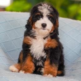 Graham (socialization program student) - Tri-color male Bernedoodle puppy in Dundee, Ohio from Down Home Doodle