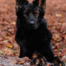Thalia - German Shepherd