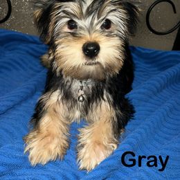 Companion Cross Puppies from Southern Snorkies