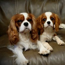 Cavalier King Charles Spaniels from Moonshadow Cavaliers