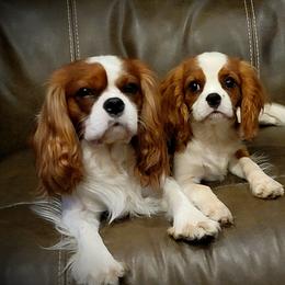 Cavalier King Charles Spaniels from Moonshadow Cavaliers