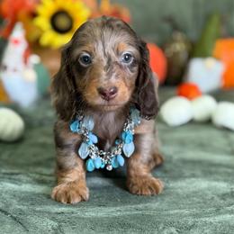 Ruger - Dapple male Dachshund puppy in Lincoln, Arkansas from Red Dirt Dachshunds