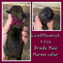 Maroon collar - Brindle male Shih Tzu puppy in Ethel, Mississippi from The Dog House LLC