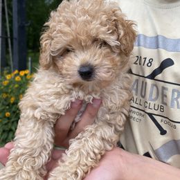 Poodle Puppies from Curly Top Poodles