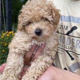Poodle Puppies from Curly Top Poodles