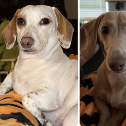 Dachshund All Grown Up from Maready Dachshunds