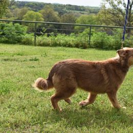 Australian Shepherds and Miniature Australian Shepherds from Southern Winds Mini Aussies