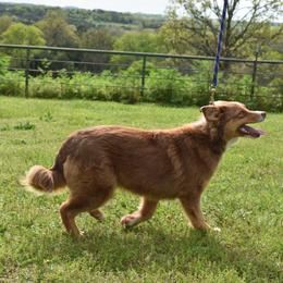 Australian Shepherds and Miniature Australian Shepherds from Southern Winds Mini Aussies