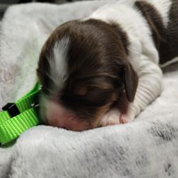 Tremella (light green) - Liver white and tan female English Springer Spaniel puppy in Redding, California from Springer's Journey Spaniels California
