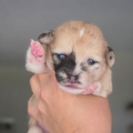 Eliza Hamilton - Sable merle and white female American Corgi puppy in Tallahassee, Florida from Koko's Korgis