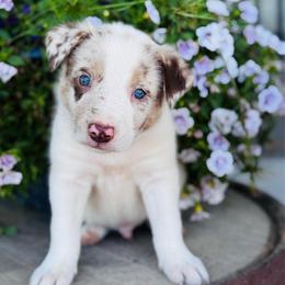 Boy 1 - blue collar - red merle - Red merle male Border Collie puppy in Minden, Iowa from Rocking N Registered Border Collies & Labradors