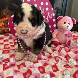 Honey - Tri-color female Bernedoodle puppy in Carlotta, California from Lost Coast Bernese Mountain Dogs
