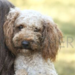 Aussiedoodles from GC Aussiedoodles