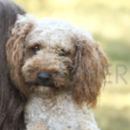 Aussiedoodles from GC Aussiedoodles
