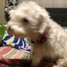 Bella - Miniature Schnauzer