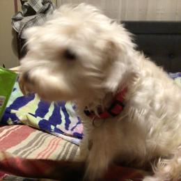 Bella - Miniature Schnauzer