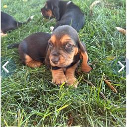 Girl 1 - Black brown and white female Basset Hound puppy in Panhandle, Texas from TNT Bassets