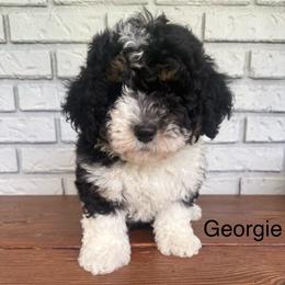 Georgie - Phantom female Goldendoodle puppy in Wiggins, Mississippi from Fancy Pants Doodles