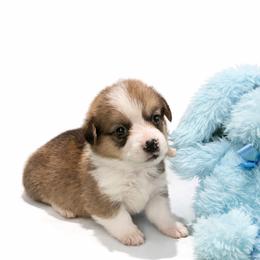 14 white collar - White and fawn male Pembroke Welsh Corgi puppy in Port Republic, Maryland from Bestfurends