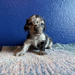 Dapple boy 1 - Dapple male Dachshund puppy in Umatilla County, Oregon from Divine Dogs