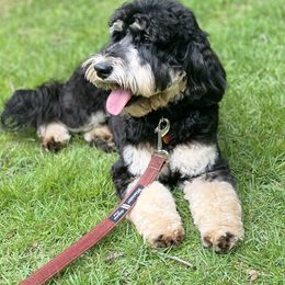 Australian Labradoodle All Grown Up from Cahaba Doodles