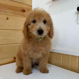 Suede - Cream male Goldendoodle puppy in Payson, Utah from Country Sky Doodles