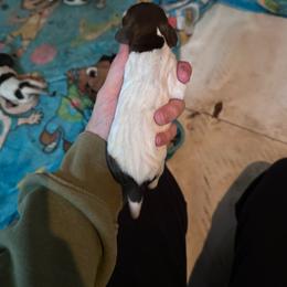 Girl 4 - Liver roan female German Shorthaired Pointer puppy in Greenwood, New York from Fur and Feather Kennels