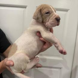 Sparkler - Mantle merle female Great Dane puppy in Florida from Beachside Kennels