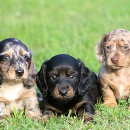 Dachshund Puppies from Mom's Dachshunds