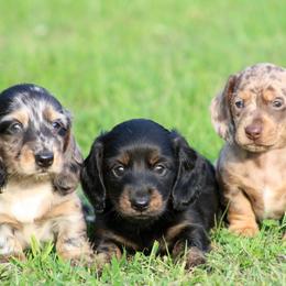 Dachshund Puppies from Mom's Dachshunds