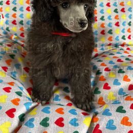 Poodle Puppies from Bea Legend Toy and Mini Poodles